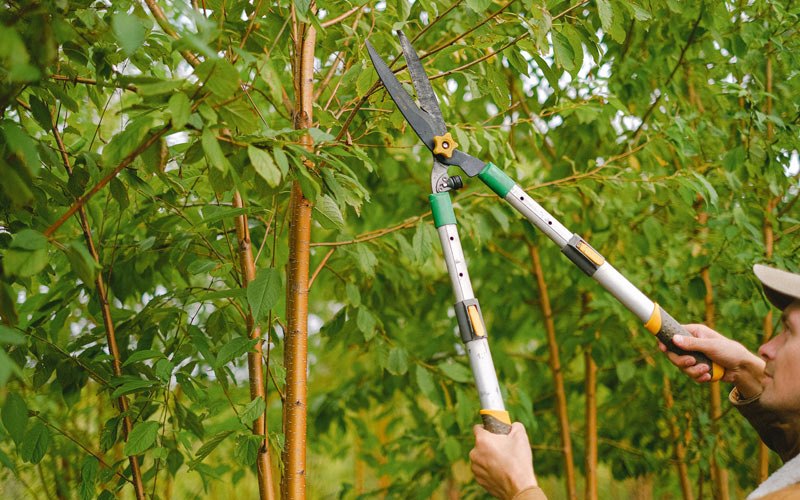 Tree trimming in Blue Mounds, WI