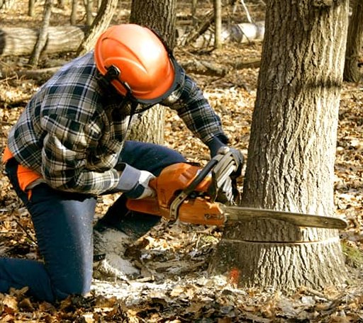 Tree Removal in Blue Mounds, WI